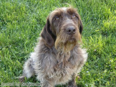 Griffon Korthals TRESSY DU COTEAU DES TERRASSES Griffon Korthals TRESSY DU COTEAU DES TERRASSES